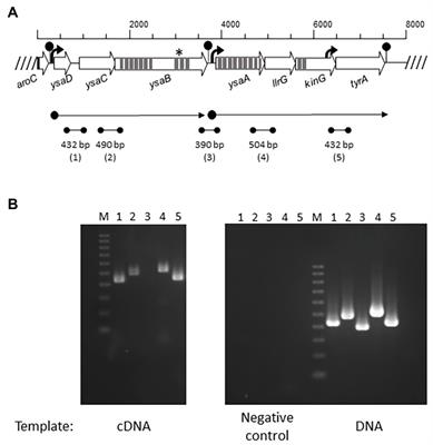 Mutations Selected After Exposure to Bacteriocin Lcn972 Activate a Bce-Like Bacitracin Resistance Module in Lactococcus lactis